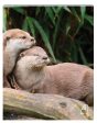 Photoreal Journal - Friendly Otters For Discount