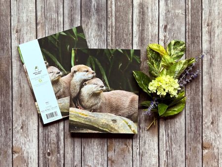 Photoreal Journal - Friendly Otters For Discount